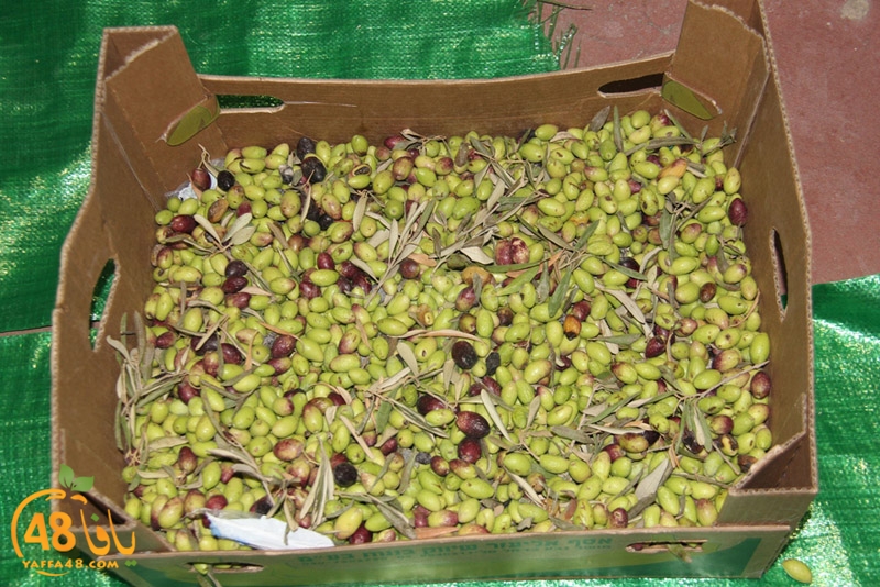 zhtooon nady slamy (26).JPG